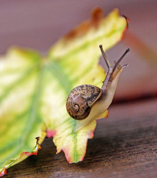 Snail and autumn / ***