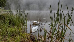Foggy morning / ***