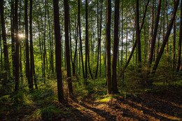 Sunny forest / ***