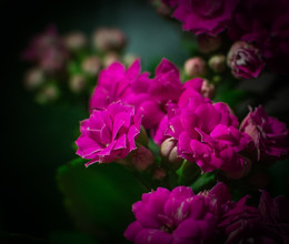 Flowers / ***