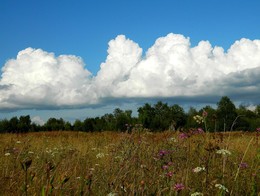 In the field / ***