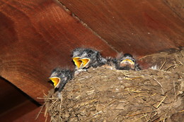 swallow's Nest / ***