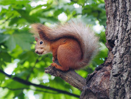 Squirrel / ***