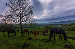 In the twilight / ***