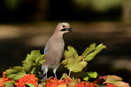 Jay / ***