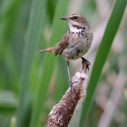 Bluethroat / ***