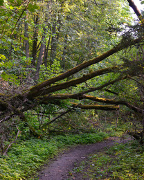 Forest Road / ***