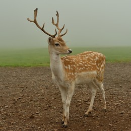 &nbsp; / Naturwildpark Freisen /Deutschland/