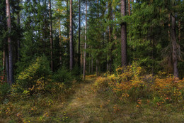 September Forest / ***