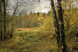 Autumn forest / ***