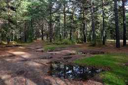 In a pine forest / ***