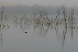 Foggy morning / ***