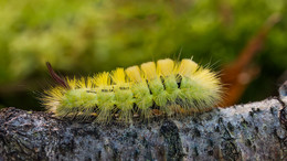 Caterpillar / ***