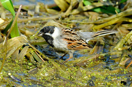 Reed bunting / ***