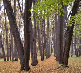 Autumn alley / ***