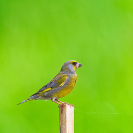 Yellow Wagtail / ***