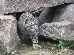 Snow leopard / ***
