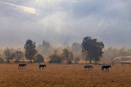 Walking horses ... / ***