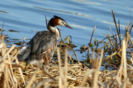 Great Crested Grebe / ***