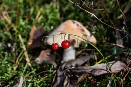 Autumn sketches / ***