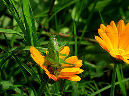 In the grass / ***