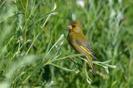 Yellow Wagtail / ***