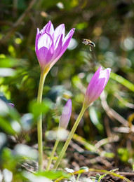 crocus / ***