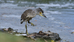 Yellow-crowned Night-Heron ( juvenile) / ***