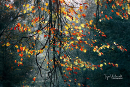 colors of autumn / ***