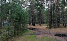 In a pine forest / ***