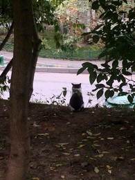 Rooks flew / ........