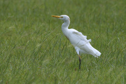 Cattle egret / ***