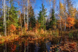 Autumn colors / ***