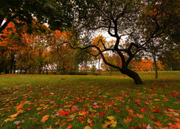 Autumn / ***