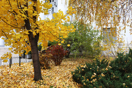 Autumn colors / ***