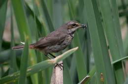 Bluethroat / ***