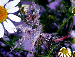 drops / ***