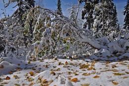 September Snow / ***