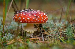 Fly-agaric / ***