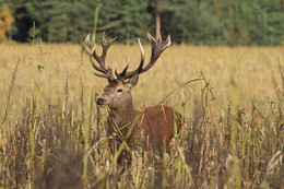 Pashkevich68 / Pashkevich68