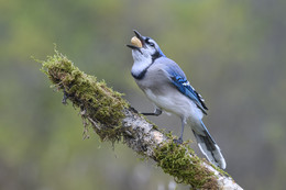 Blue Jay / ***