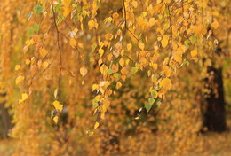 birch autumn / ***