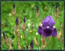 After the rain / ***