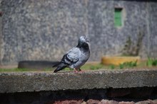 Pigeon / ***
