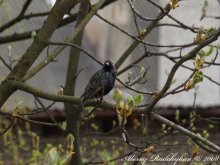 Starling / ***