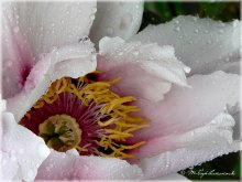 Peonies ... Rain ... / ***