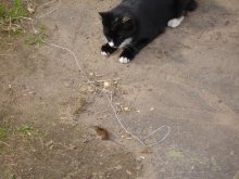 Cat &amp; Mouse / ***