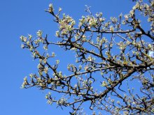 spring is coming ... / .....