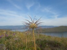 shaggy grass:) / ***