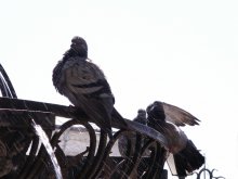 Fountain and pigeons / ***